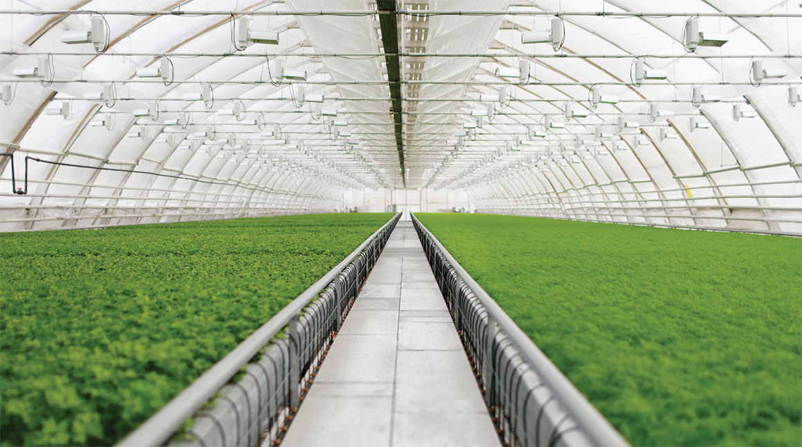 Askeroğulları Seracılık | Eskişehir Sera