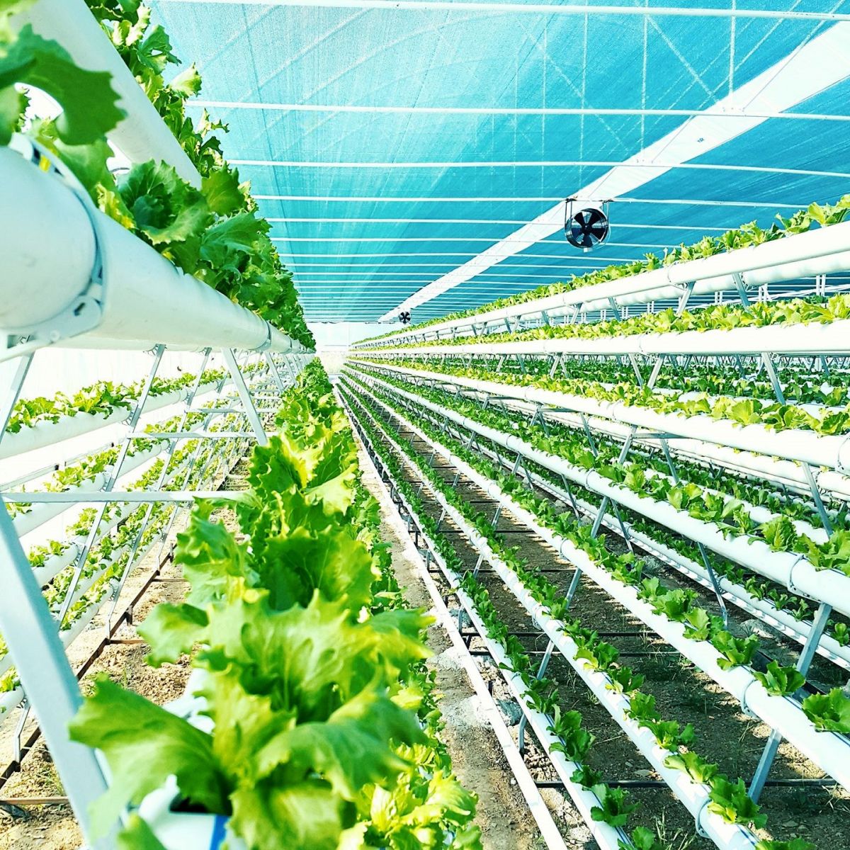 Askeroğulları Seracılık | Eskişehir Sera