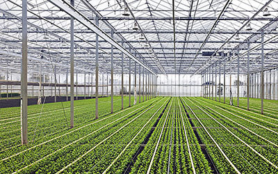 Askeroğulları Seracılık | Eskişehir Sera