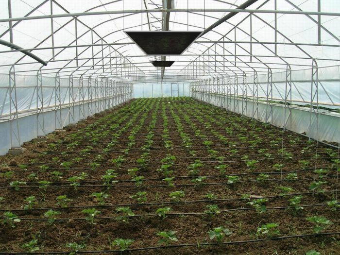 Askeroğulları Seracılık | Eskişehir Sera